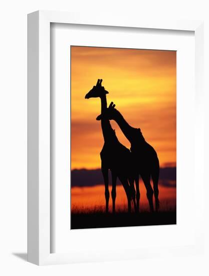 Giraffes Silhouettes at Sunset-null-Framed Photographic Print