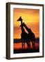 Giraffes Silhouettes at Sunset-null-Framed Photographic Print