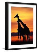 Giraffes Silhouettes at Sunset-null-Framed Photographic Print