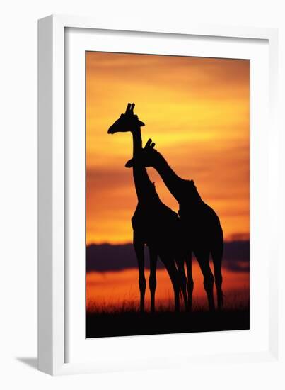 Giraffes Silhouettes at Sunset-null-Framed Photographic Print