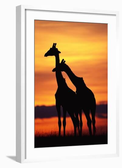 Giraffes Silhouettes at Sunset-null-Framed Photographic Print