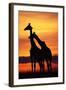 Giraffes Silhouettes at Sunset-null-Framed Photographic Print