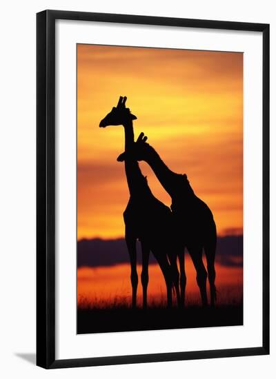 Giraffes Silhouettes at Sunset-null-Framed Photographic Print