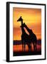 Giraffes Silhouettes at Sunset-null-Framed Photographic Print