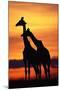 Giraffes Silhouettes at Sunset-null-Mounted Photographic Print