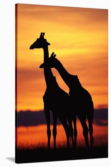 Giraffes Silhouettes at Sunset-null-Stretched Canvas