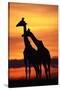 Giraffes Silhouettes at Sunset-null-Stretched Canvas