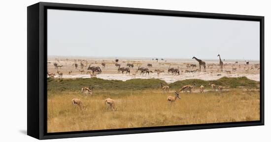 Giraffes, Springbok, Oryx Among Others in Etosha National Park, Namibia, by a Watering Hole-Alex Saberi-Framed Stretched Canvas