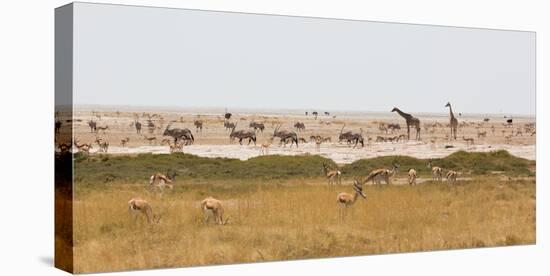 Giraffes, Springbok, Oryx Among Others in Etosha National Park, Namibia, by a Watering Hole-Alex Saberi-Stretched Canvas