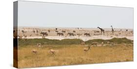 Giraffes, Springbok, Oryx Among Others in Etosha National Park, Namibia, by a Watering Hole-Alex Saberi-Stretched Canvas