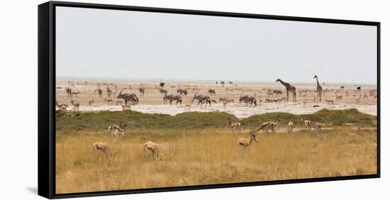 Giraffes, Springbok, Oryx Among Others in Etosha National Park, Namibia, by a Watering Hole-Alex Saberi-Framed Stretched Canvas