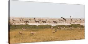 Giraffes, Springbok, Oryx Among Others in Etosha National Park, Namibia, by a Watering Hole-Alex Saberi-Stretched Canvas