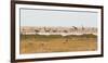 Giraffes, Springbok, Oryx Among Others in Etosha National Park, Namibia, by a Watering Hole-Alex Saberi-Framed Photographic Print