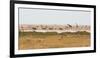 Giraffes, Springbok, Oryx Among Others in Etosha National Park, Namibia, by a Watering Hole-Alex Saberi-Framed Photographic Print