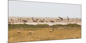 Giraffes, Springbok, Oryx Among Others in Etosha National Park, Namibia, by a Watering Hole-Alex Saberi-Mounted Photographic Print