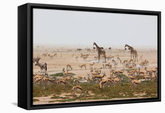 Giraffes, Springbok, Oryx Among Others in Etosha National Park, Namibia, by a Watering Hole-Alex Saberi-Framed Stretched Canvas