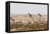 Giraffes, Springbok, Oryx Among Others in Etosha National Park, Namibia, by a Watering Hole-Alex Saberi-Framed Stretched Canvas