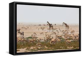 Giraffes, Springbok, Oryx Among Others in Etosha National Park, Namibia, by a Watering Hole-Alex Saberi-Framed Stretched Canvas