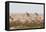 Giraffes, Springbok, Oryx Among Others in Etosha National Park, Namibia, by a Watering Hole-Alex Saberi-Framed Stretched Canvas