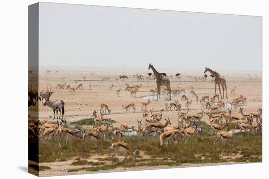 Giraffes, Springbok, Oryx Among Others in Etosha National Park, Namibia, by a Watering Hole-Alex Saberi-Stretched Canvas