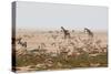 Giraffes, Springbok, Oryx Among Others in Etosha National Park, Namibia, by a Watering Hole-Alex Saberi-Stretched Canvas