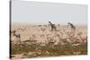 Giraffes, Springbok, Oryx Among Others in Etosha National Park, Namibia, by a Watering Hole-Alex Saberi-Stretched Canvas