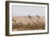 Giraffes, Springbok, Oryx Among Others in Etosha National Park, Namibia, by a Watering Hole-Alex Saberi-Framed Photographic Print