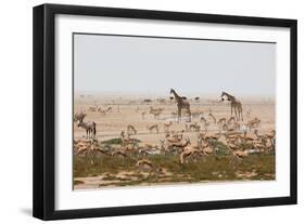 Giraffes, Springbok, Oryx Among Others in Etosha National Park, Namibia, by a Watering Hole-Alex Saberi-Framed Photographic Print