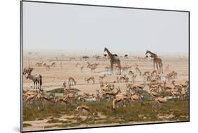 Giraffes, Springbok, Oryx Among Others in Etosha National Park, Namibia, by a Watering Hole-Alex Saberi-Mounted Photographic Print