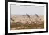 Giraffes, Springbok, Oryx Among Others in Etosha National Park, Namibia, by a Watering Hole-Alex Saberi-Framed Photographic Print