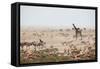 Giraffes, Springbok, Oryx Among Others in Etosha National Park, Namibia, by a Watering Hole-Alex Saberi-Framed Stretched Canvas