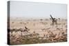 Giraffes, Springbok, Oryx Among Others in Etosha National Park, Namibia, by a Watering Hole-Alex Saberi-Stretched Canvas