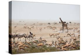 Giraffes, Springbok, Oryx Among Others in Etosha National Park, Namibia, by a Watering Hole-Alex Saberi-Stretched Canvas