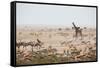 Giraffes, Springbok, Oryx Among Others in Etosha National Park, Namibia, by a Watering Hole-Alex Saberi-Framed Stretched Canvas