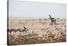 Giraffes, Springbok, Oryx Among Others in Etosha National Park, Namibia, by a Watering Hole-Alex Saberi-Stretched Canvas