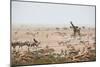 Giraffes, Springbok, Oryx Among Others in Etosha National Park, Namibia, by a Watering Hole-Alex Saberi-Mounted Photographic Print