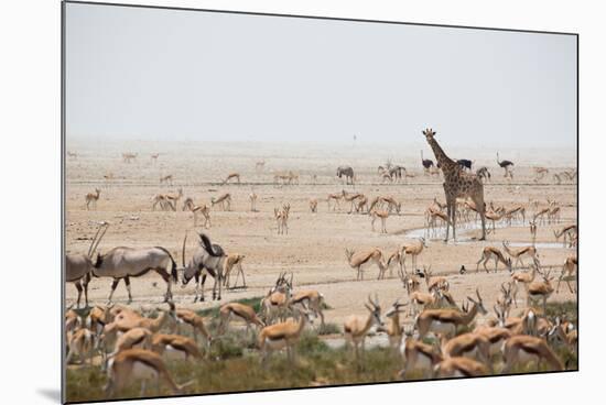 Giraffes, Springbok, Oryx Among Others in Etosha National Park, Namibia, by a Watering Hole-Alex Saberi-Mounted Photographic Print