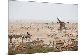 Giraffes, Springbok, Oryx Among Others in Etosha National Park, Namibia, by a Watering Hole-Alex Saberi-Mounted Photographic Print