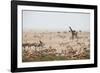 Giraffes, Springbok, Oryx Among Others in Etosha National Park, Namibia, by a Watering Hole-Alex Saberi-Framed Photographic Print