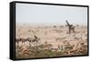 Giraffes, Springbok, Oryx Among Others in Etosha National Park, Namibia, by a Watering Hole-Alex Saberi-Framed Stretched Canvas