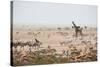 Giraffes, Springbok, Oryx Among Others in Etosha National Park, Namibia, by a Watering Hole-Alex Saberi-Stretched Canvas