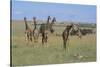 Giraffes Standing around an Injured Young Giraffe-DLILLC-Stretched Canvas