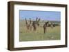 Giraffes Standing around an Injured Young Giraffe-DLILLC-Framed Photographic Print