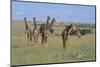 Giraffes Standing around an Injured Young Giraffe-DLILLC-Mounted Photographic Print