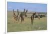 Giraffes Standing around an Injured Young Giraffe-DLILLC-Framed Photographic Print