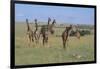 Giraffes Standing around an Injured Young Giraffe-DLILLC-Framed Photographic Print