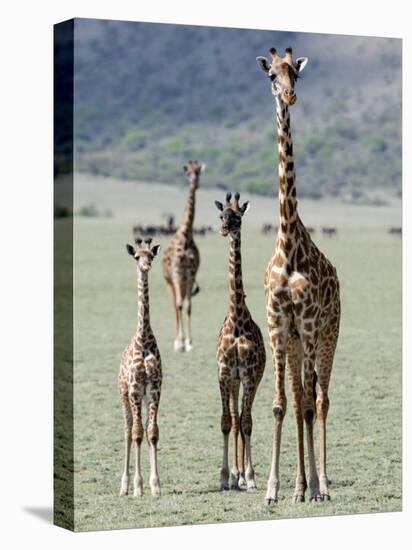 Giraffes Standing in a Forest, Lake Manyara, Tanzania-null-Stretched Canvas