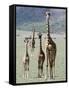 Giraffes Standing in a Forest, Lake Manyara, Tanzania-null-Framed Stretched Canvas