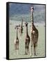 Giraffes Standing in a Forest, Lake Manyara, Tanzania-null-Framed Stretched Canvas