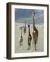 Giraffes Standing in a Forest, Lake Manyara, Tanzania-null-Framed Photographic Print